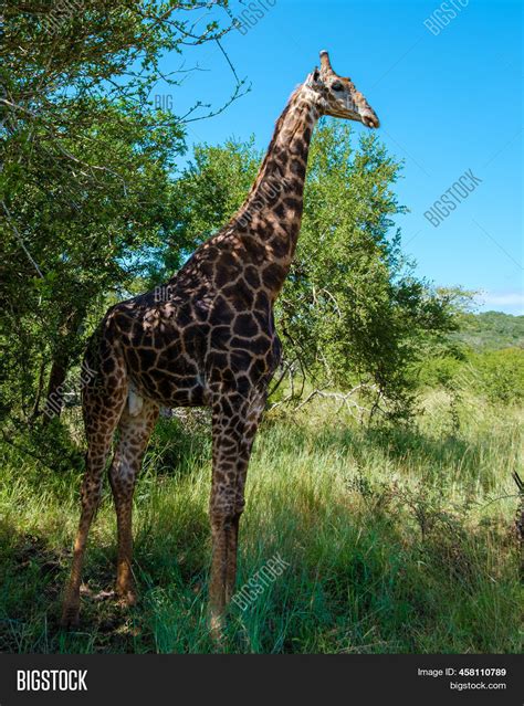 Giraffe Savannah Image & Photo (Free Trial) | Bigstock