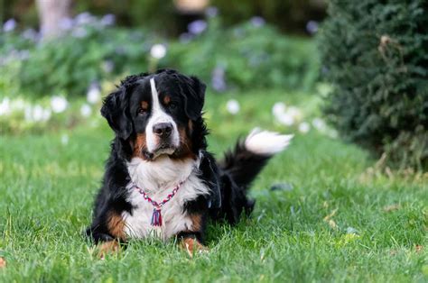 Bernese Mountain Dog Breeders - PupVine