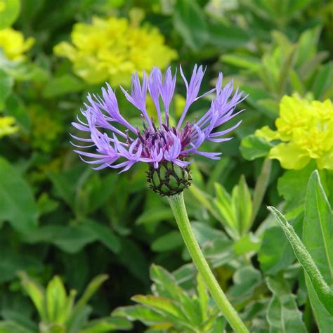 Centaurea montana Mountain Bluet from Prides Corner Farms