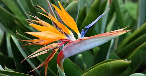 How to Grow and Care for Bird of Paradise Plants (Strelitzia)