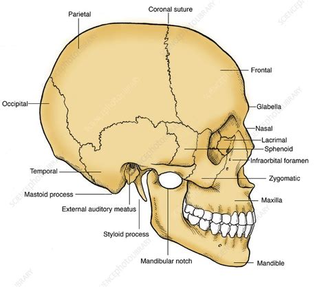 Human Skull Side View Labeled : Pin On Nervous System | Bodhiwasuen