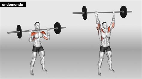 Barbell Overhead Press: Steps, Tips & Benefits In 2024