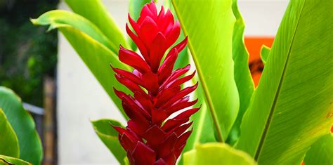 Ginger: A Beautiful, Tropical, Edible Plant