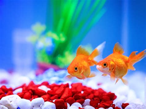 Best Goldfish Tank: Top 7 Choice Aquariums You Cannot Ignore