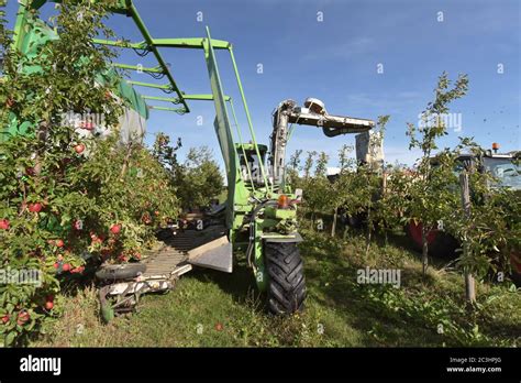 modern apple harvest with a harvesting machine on a plantation with ...