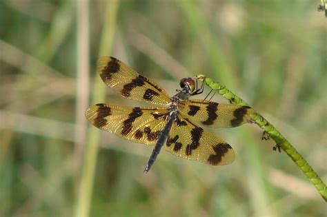 Asisbiz Libellulidae Graphic Flutterer Dragonfly Rhyothemis graphiptera 01