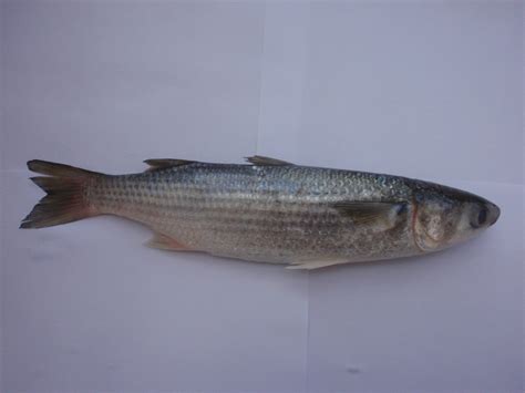 Striped Mullet - Barnegat Bay Partnership