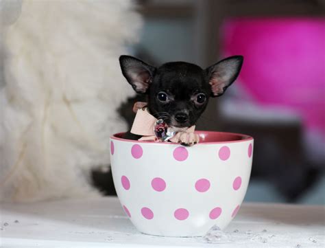 ♥♥♥ Teacup Chihuahua! ♥♥♥ Bring This Perfect Baby Home Today! Call 954-353-7864 www.Teacup ...