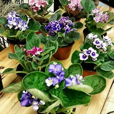 "Looking For Beauty? Find The Best Variegated African Violets For Sale Now"