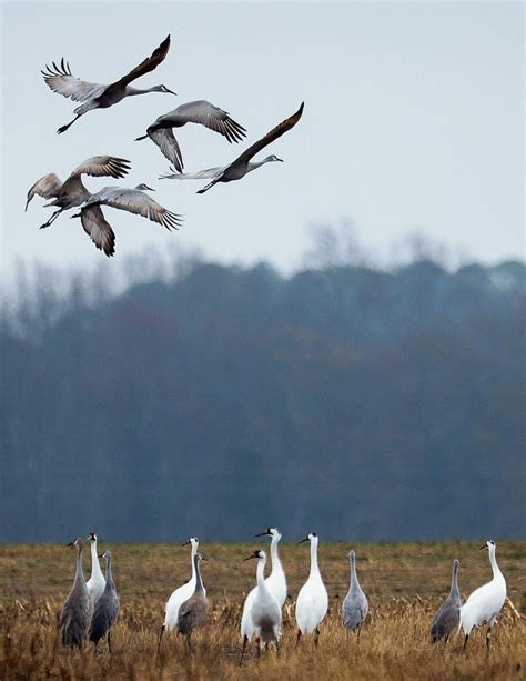 Raising Cranes: Festival of the Cranes celebrates the 10,000 sandhill ...