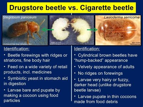 Pin on Stored product pests