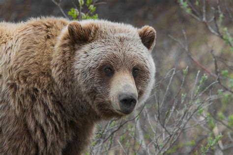 Roads in Canada can affect grizzly bear habitats: study