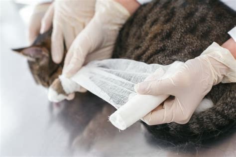 Cat Wound Care: What To Do | Lakewood Vets