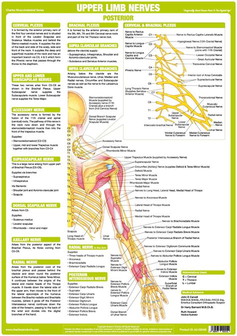 Upper Limb Nervous System Chart - Posterior – Chartex