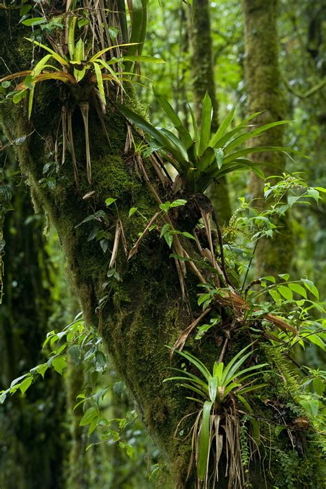 bromeliads | Rainforest plants, Rainforest, Tree forest