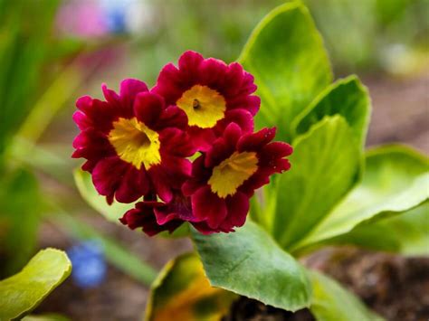 Ultimate Guide to Auricula Flowers (Primula auricula) - Petal Republic