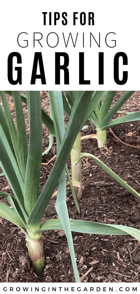 How to Grow Garlic: 10 Tips for Growing Garlic in 2022 | Growing garlic ...