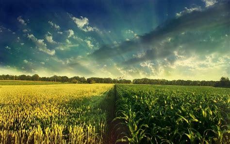 Corn Field Wallpapers - Wallpaper Cave