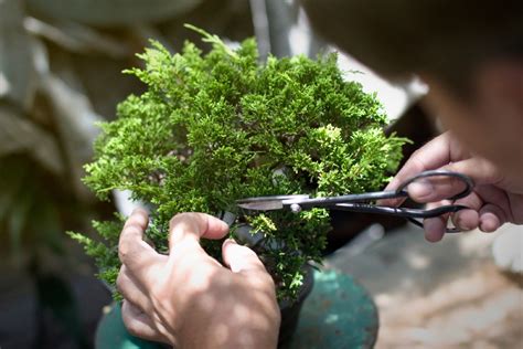 How to Trim a Bonsai Tree: Expert Tips for Pruning Success - Foliage ...