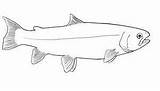 Rainbow Trout Drawing Sketch Coloring Page sketch template