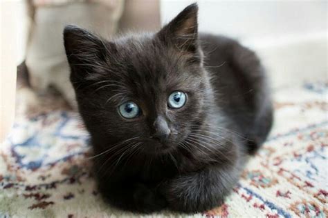 Little black kitty with blue eyes | Kittens cutest, Cats, Cute cats