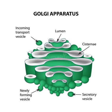 La Estructura Del Aparato De Golgi Infografía Ejemplo Del Vector En Fondo Aislado Ilustración ...