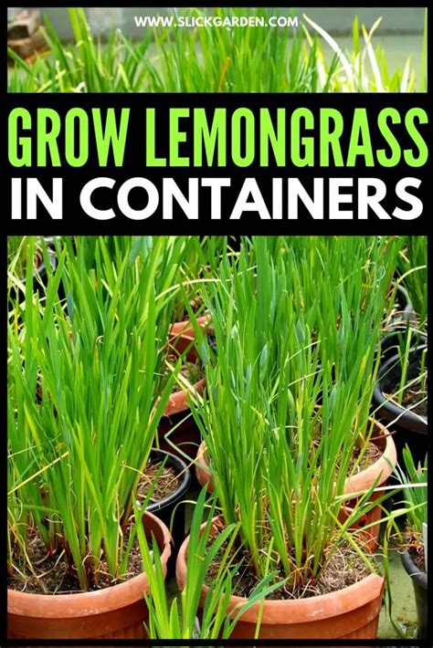 How To Grow Lemongrass In Pots – Slick Garden