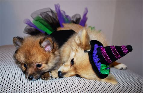 Happy Halloween! #pomeranians #puppy #costumes Pomeranians, Pugs, Happy Halloween, Nom Nom ...