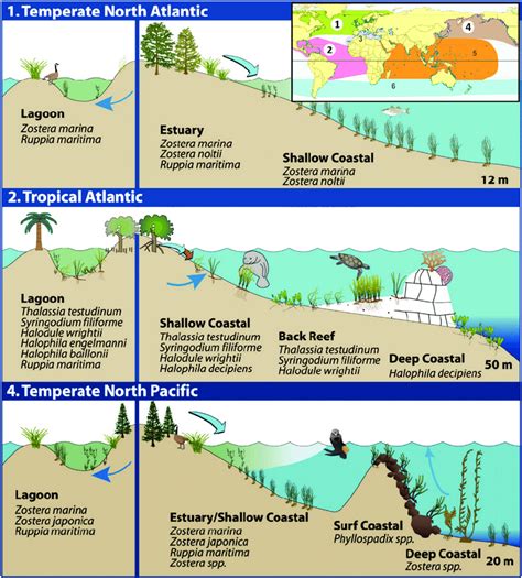 Bioregion where seagrass submerged aquatic vegetation (SAV) occurs in... | Download Scientific ...