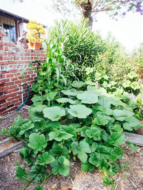 Planting a Three Sisters Garden | Garden Betty