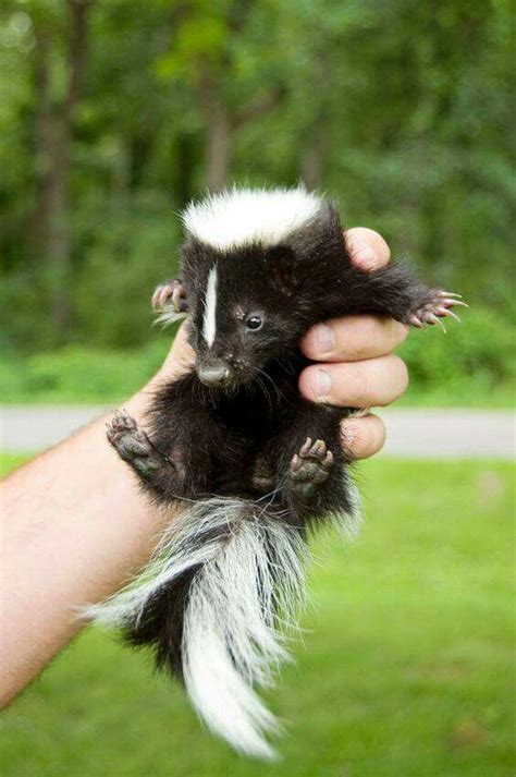 funnyanimals.us | Baby skunks, Animals beautiful, Exotic pets