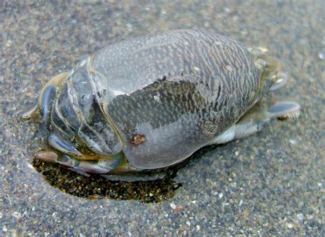 Pacific Mole Crab - a photo on Flickriver