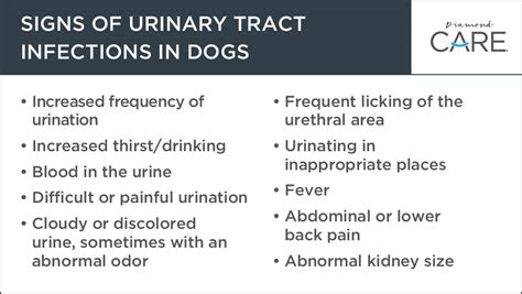 What Are The Signs Of A Uti In A Puppy