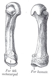 The Metacarpus - Human Anatomy