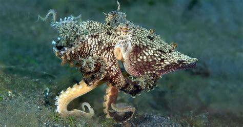 Mimic Octopus | Facts, Behaviour, Diet, Habitat, Reproduction