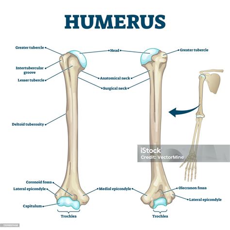 Humerus Bone Labeled Vector Illustration Diagram Stock Illustration - Download Image Now ...