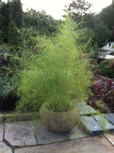 Best Ornamental Grasses for Containers | Growing Ornamental Grass