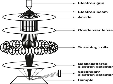 Scanning Electron Microscope Working Principle – StudiousGuy