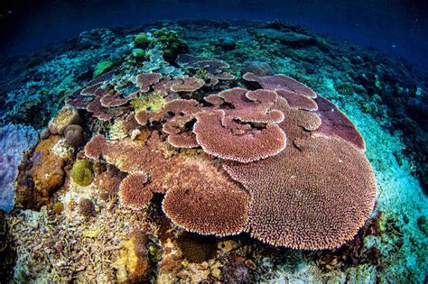 Coral reef restoration - Go Ocean