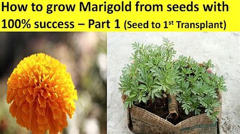 How Long To Grow Marigolds From Seeds / How To Grow Marigolds From Seed How To Sow Marigold ...