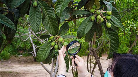 Avocado Plant & Tree Care Tips - How To Take Care Of It?- EmbraceGardening