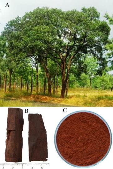 Pterocarpus santalinus. A. Habit, B. Dried cut pieces of heartwood, C.... | Download Scientific ...