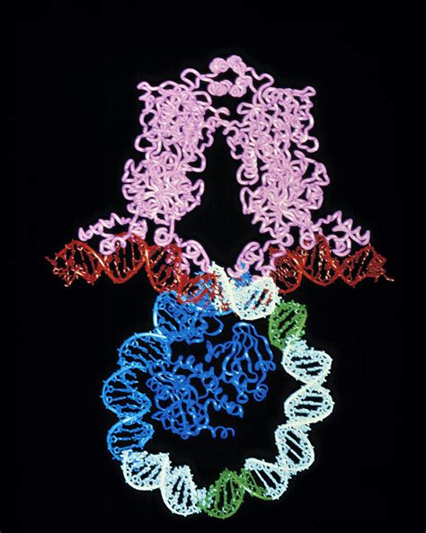 Molecular Graphic Of Lac Repressor Binding To Dna Photograph by ...