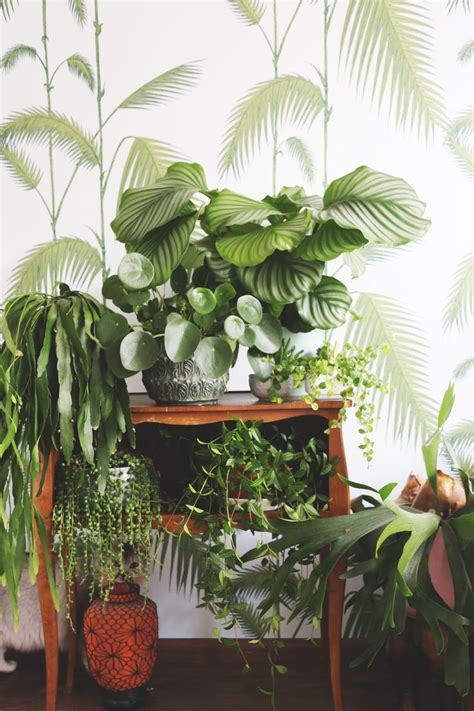 Indoor Plants Wallpapers - Wallpaper Cave