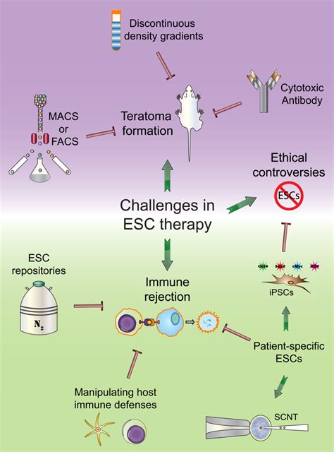 Embryonic Stem Cells for Therapies – Challenges and Possibilities ...