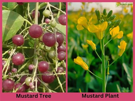 Mustard Tree Vs Mustard Plant: Telltale Differences To Know