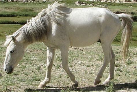 The Zaniskari or Zanskari is a breed of small mountain horse or pony ...