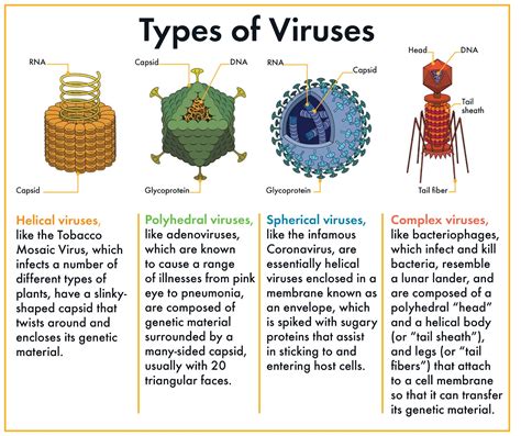 A primer on viruses, antigens, antibodies, contagiousness, vaccines, and COVID-19 testing