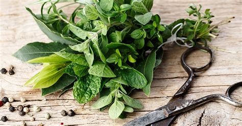 Herbs to Treat Gout: How to Use Herbs to Improve Health If You Have Gout