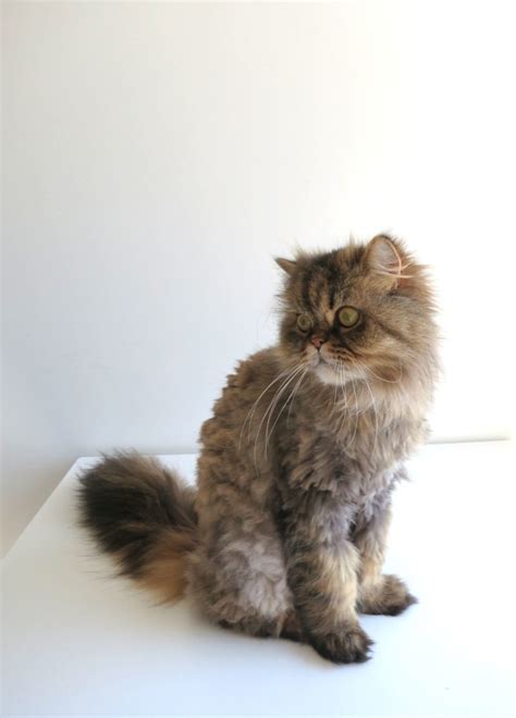 Shaving Persian Cats | Meow Lifestyle